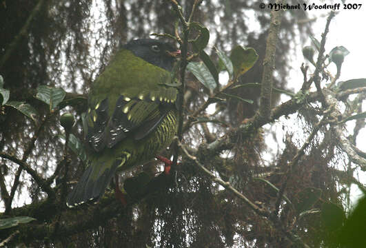 Image of Barred Fruiteater