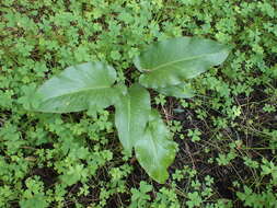 Image of Arum pictum L. fil.