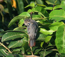 Image of Chestnut-tailed Starling