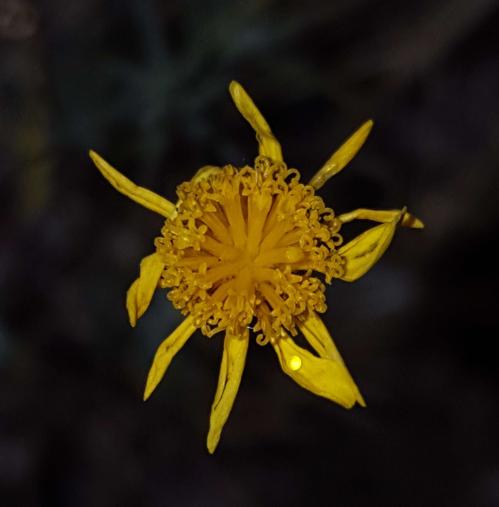 Imagem de Thymophylla pentachaeta var. hartwegii (A. Gray) J. L. Strother