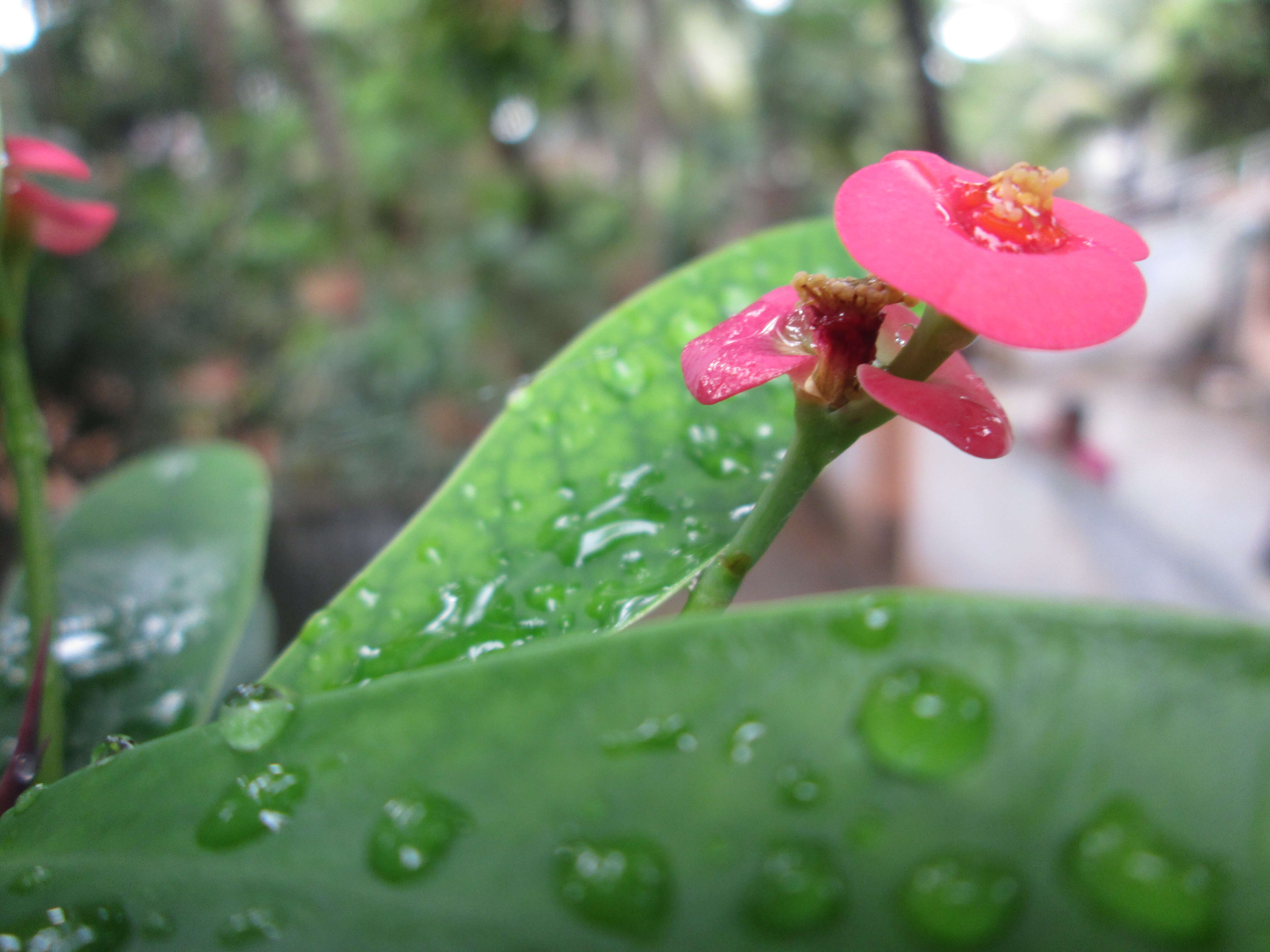 Image of Christ plant