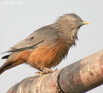 Image of Chestnut-tailed Starling