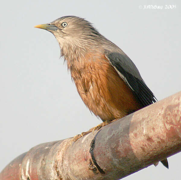 Image of Chestnut-tailed Starling