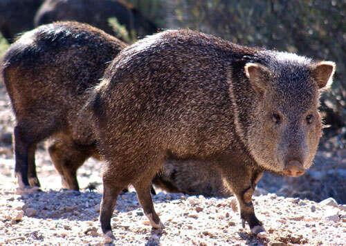 Image of peccaries