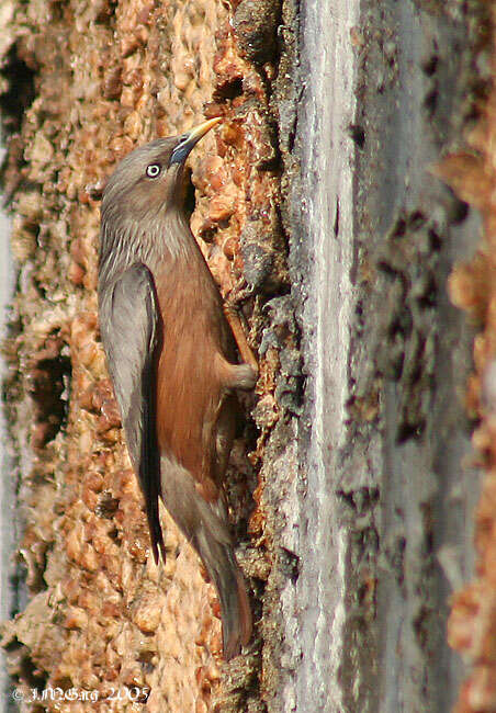 Image of Chestnut-tailed Starling