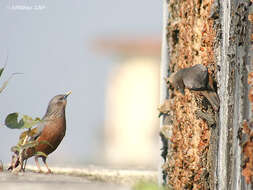 Image of Chestnut-tailed Starling