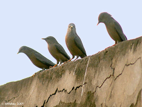 Image of Chestnut-tailed Starling