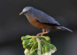 Image of Chestnut-tailed Starling