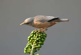 Image of Chestnut-tailed Starling