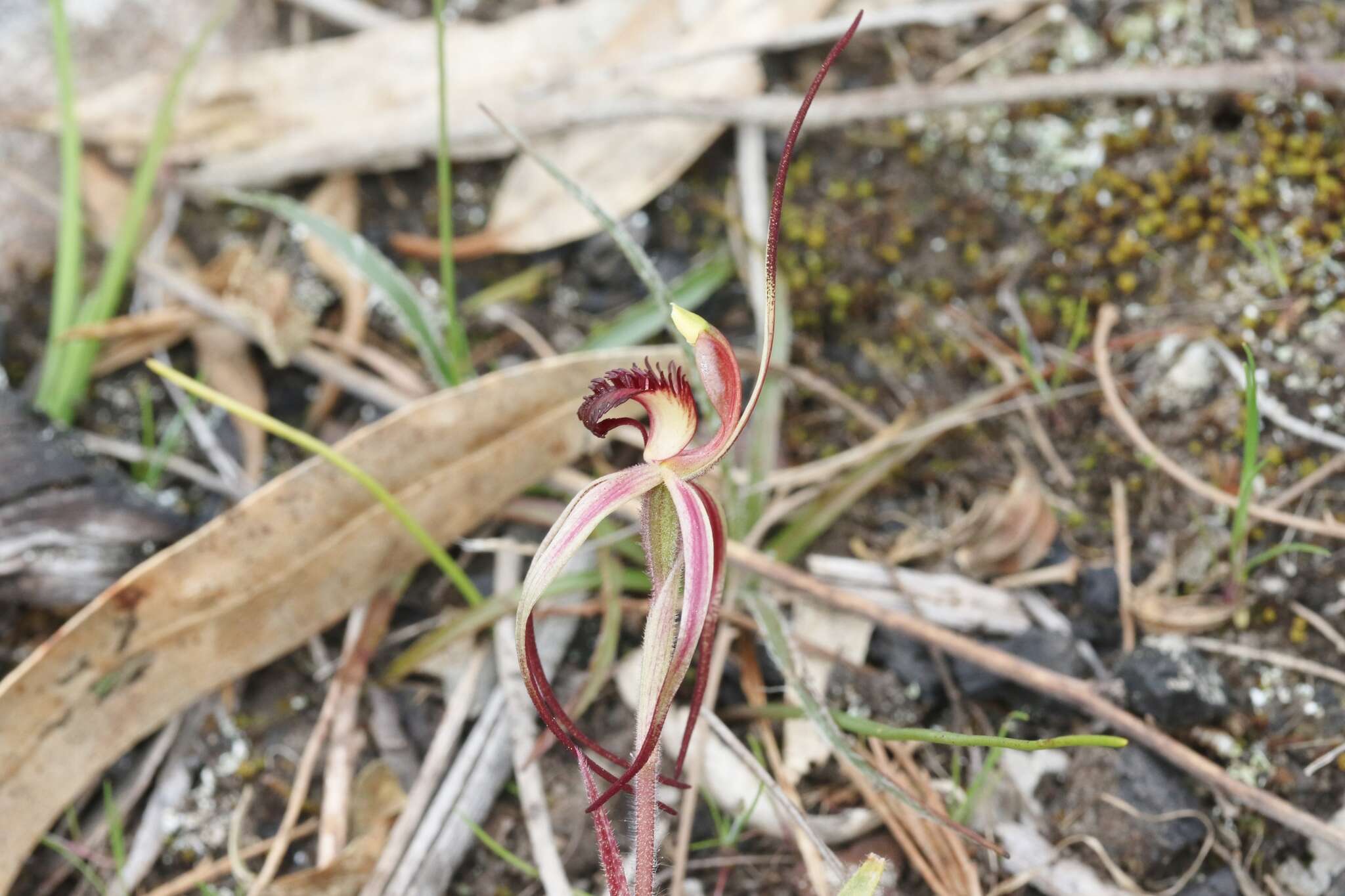 Caladenia caudata Nicholls resmi