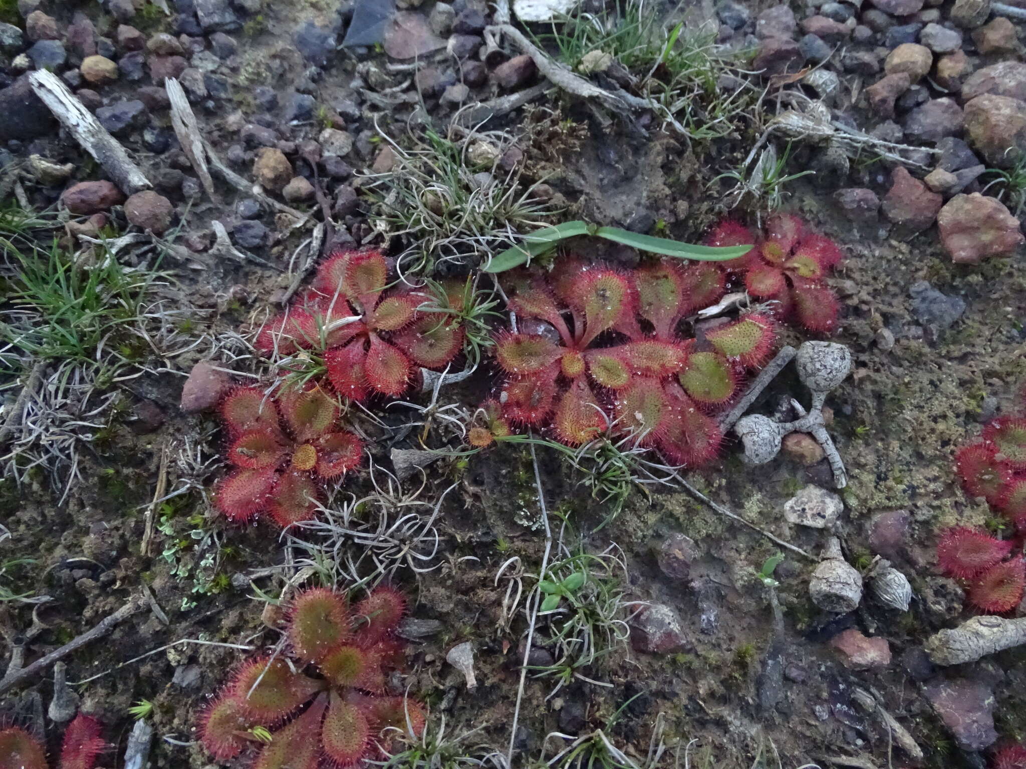 Image of Drosera praefolia Tepper