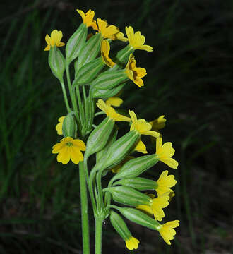 Plancia ëd Primula intricata subsp. lofthousei (Hesl.-Harr.) Rivas Mart.