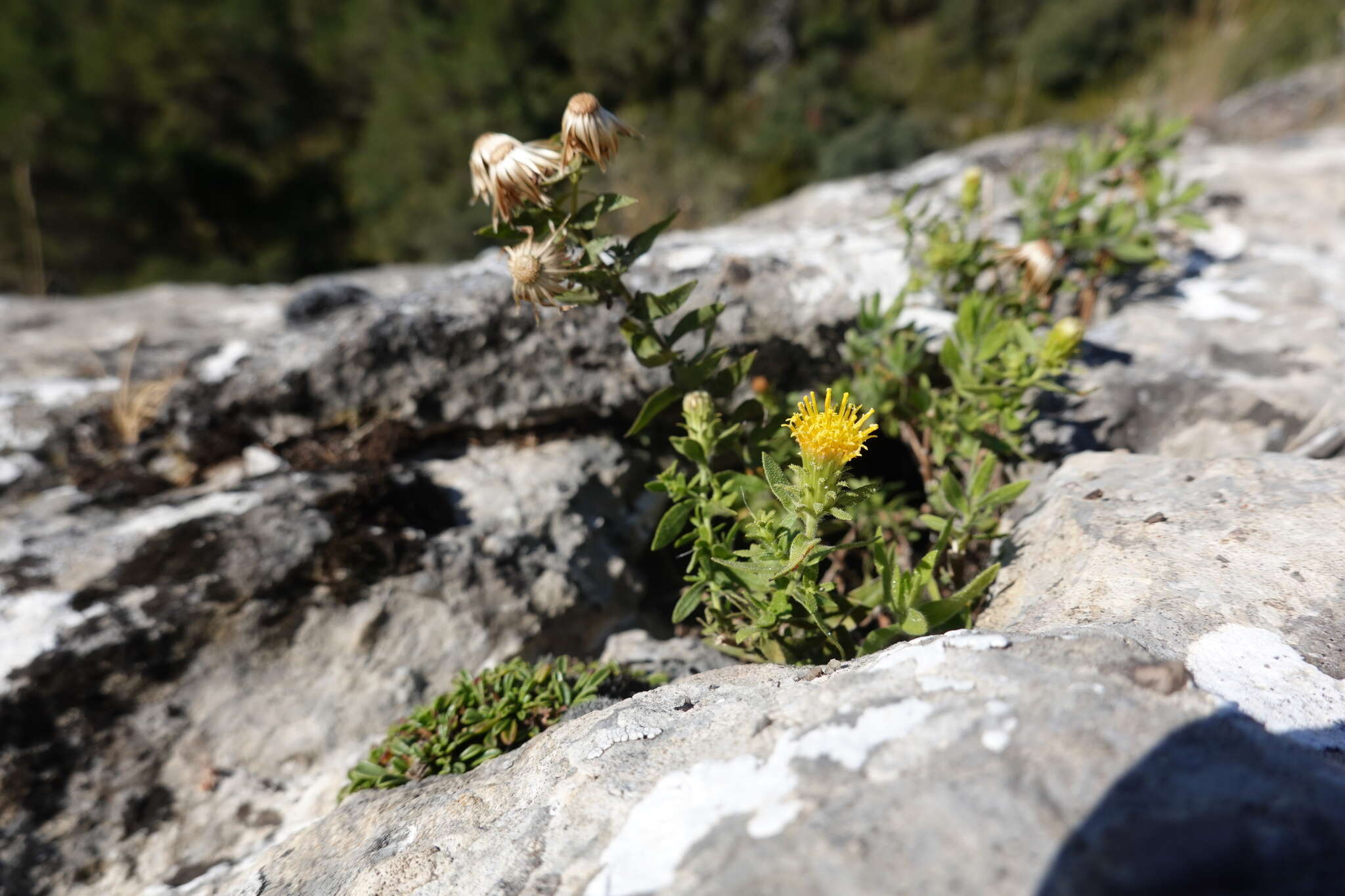 Слика од Chiliadenus glutinosus (L.) Fourr.