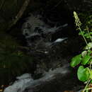 Image of spiked saxifrage