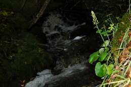 Image of spiked saxifrage