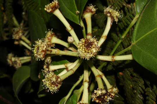 Image of Dendropanax sessiliflorus (Standl. & A. C. Sm.) A. C. Sm.