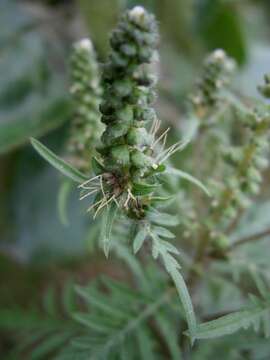 Image of annual ragweed