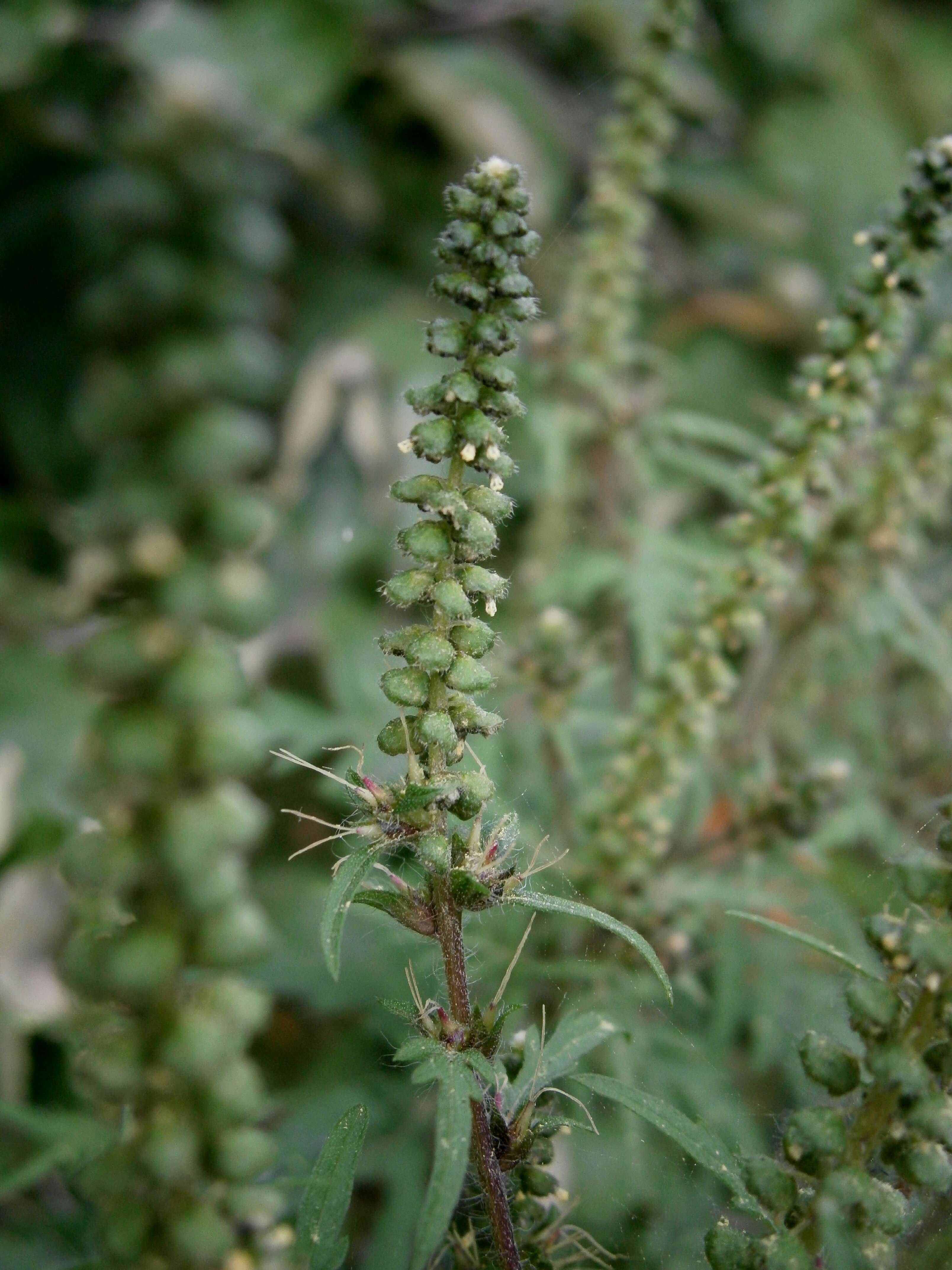 Image of annual ragweed