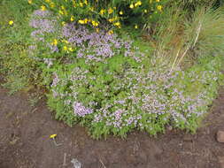 Thymus caespititius Brot. resmi