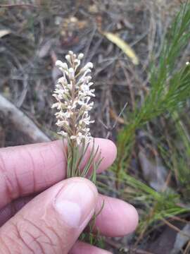 Image of Spatalla racemosa (L.) Druce