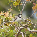 Image of White-bellied Whistler