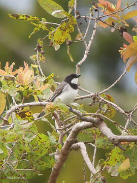 Image of White-bellied Whistler