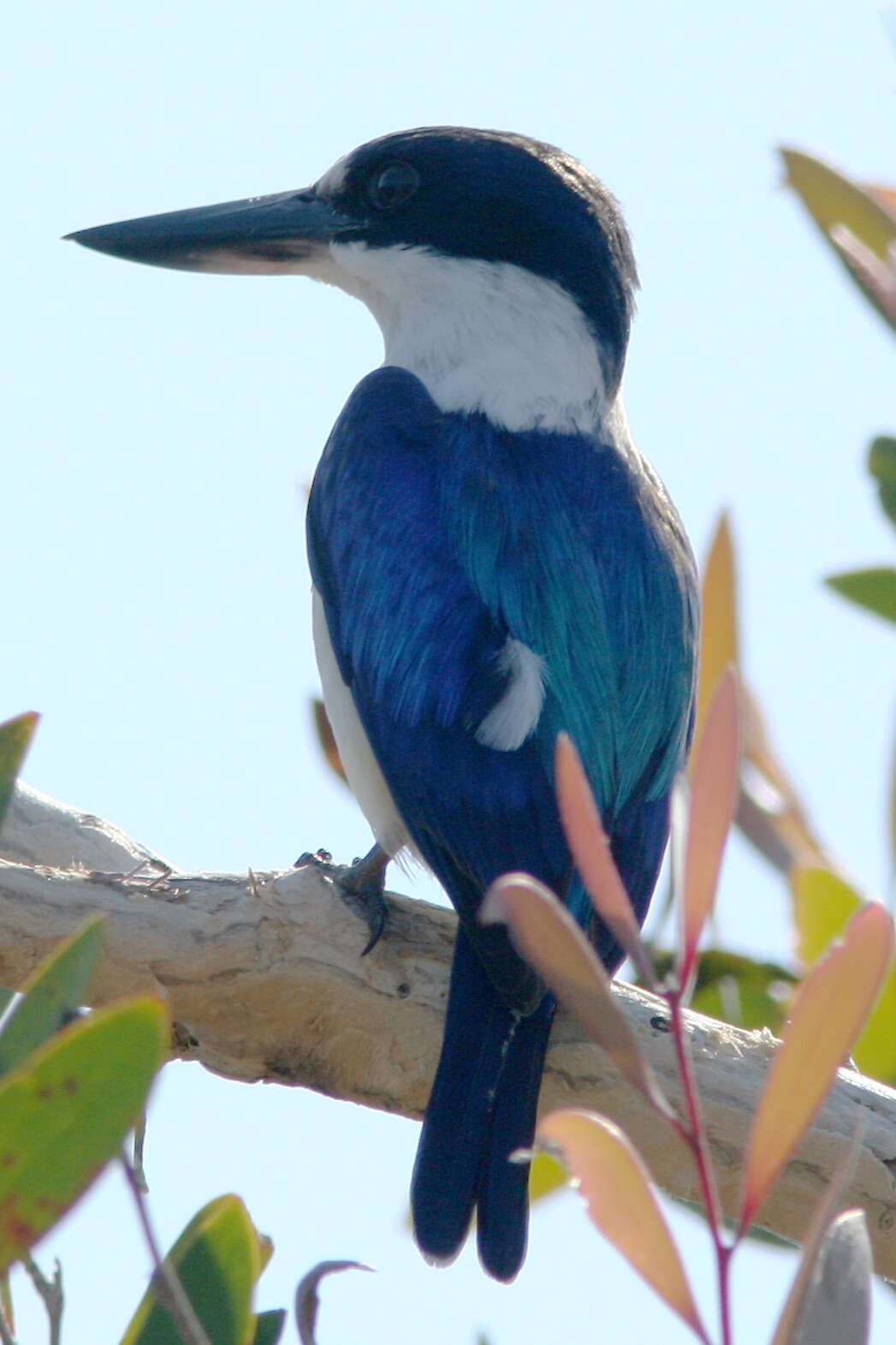 Sivun australianmetsäkalastaja kuva