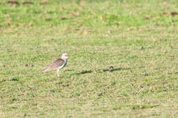 Image of Andean Lapwing