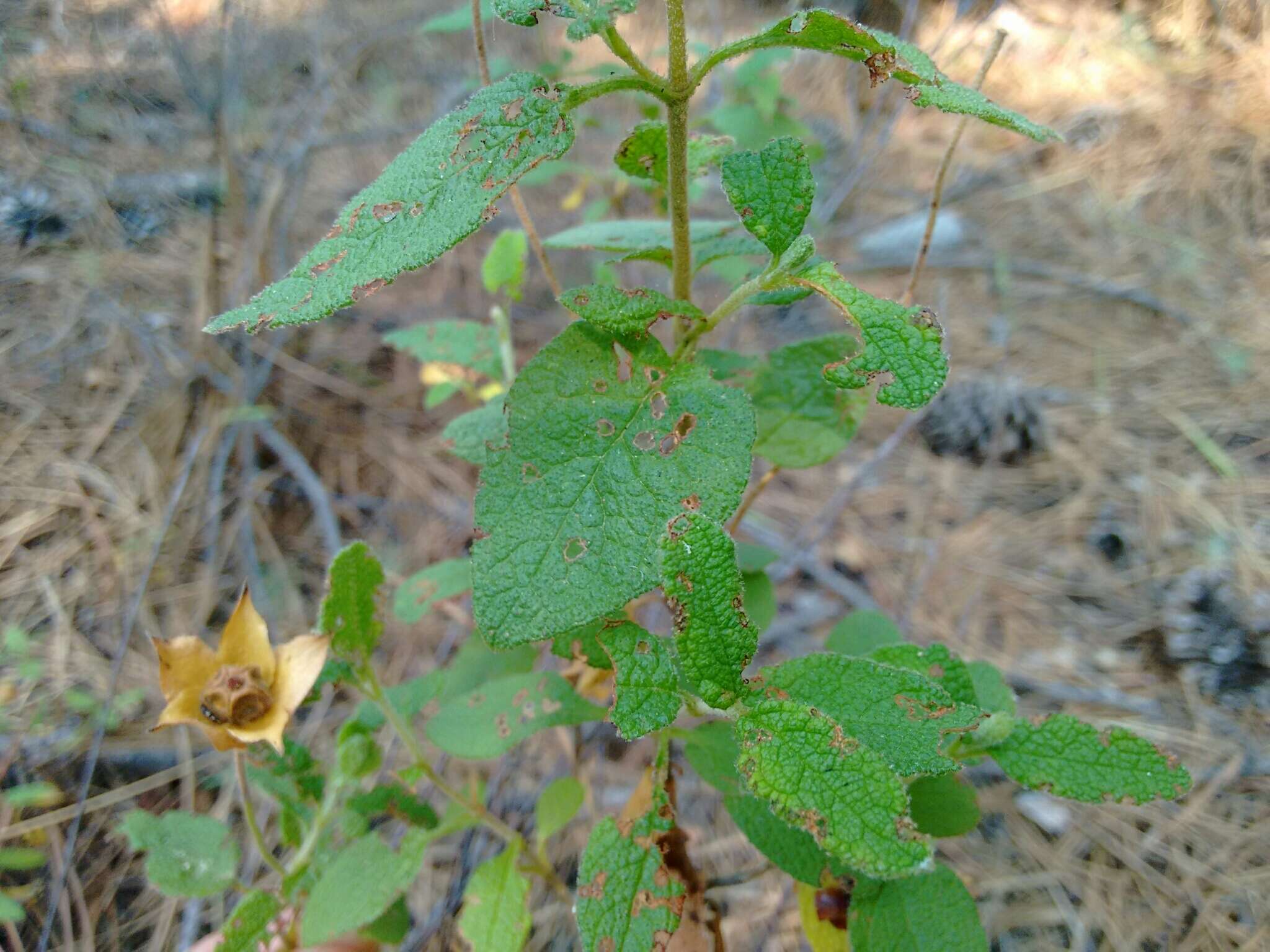 Image of salvia cistus