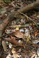 Image of Noisy Pitta