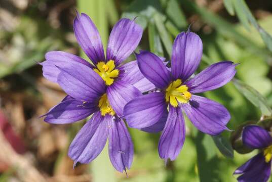 Image of blue-eyed grass