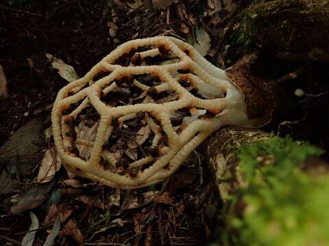 Image of Clathrus chrysomycelinus Möller 1895