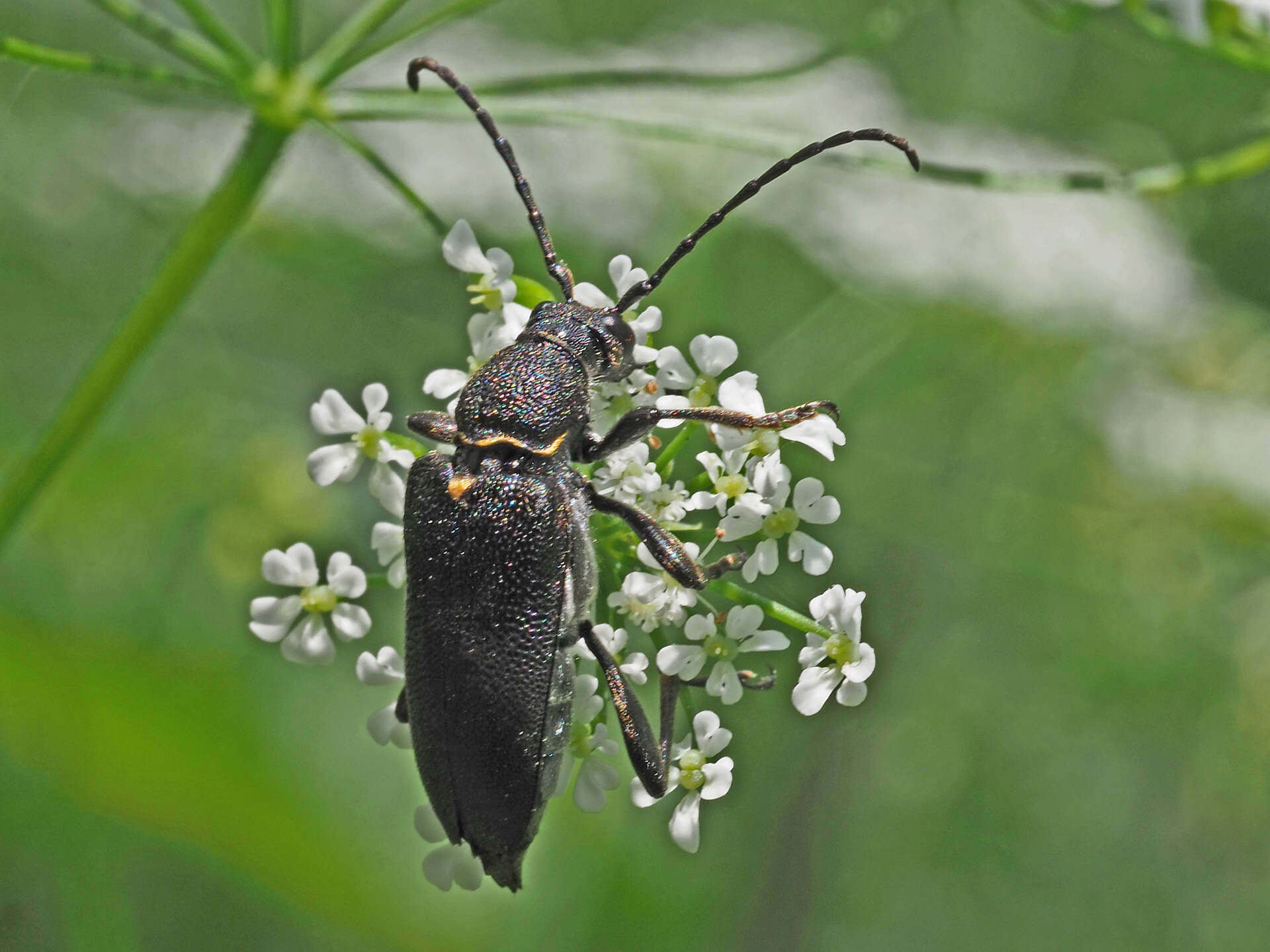 Imagem de Stictoleptura scutellata (Fabricius 1781)