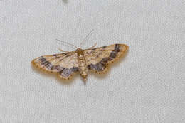 Image of Idaea trypheropa Meyrick 1889