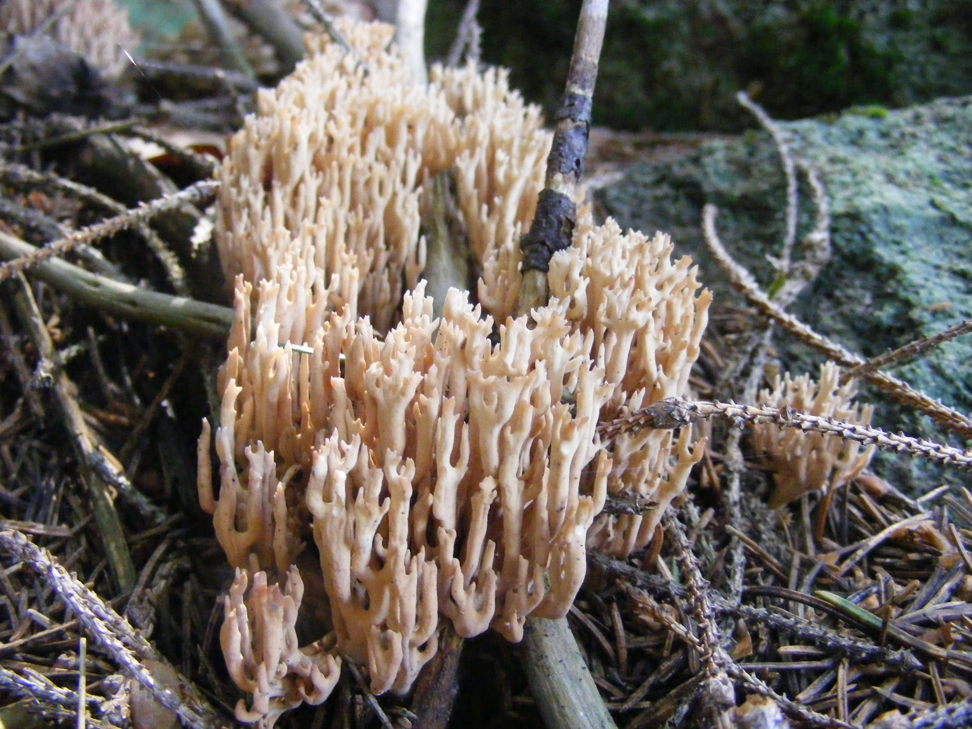 Image of Ramaria formosa (Pers.) Quél. 1888