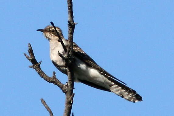 Image of Pallid Cuckoo