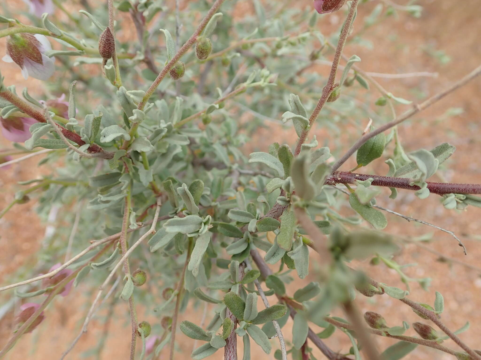 Image de Hermannia trifurca L.