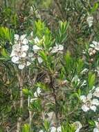 Sivun Leptospermum riparium D. L Morris kuva