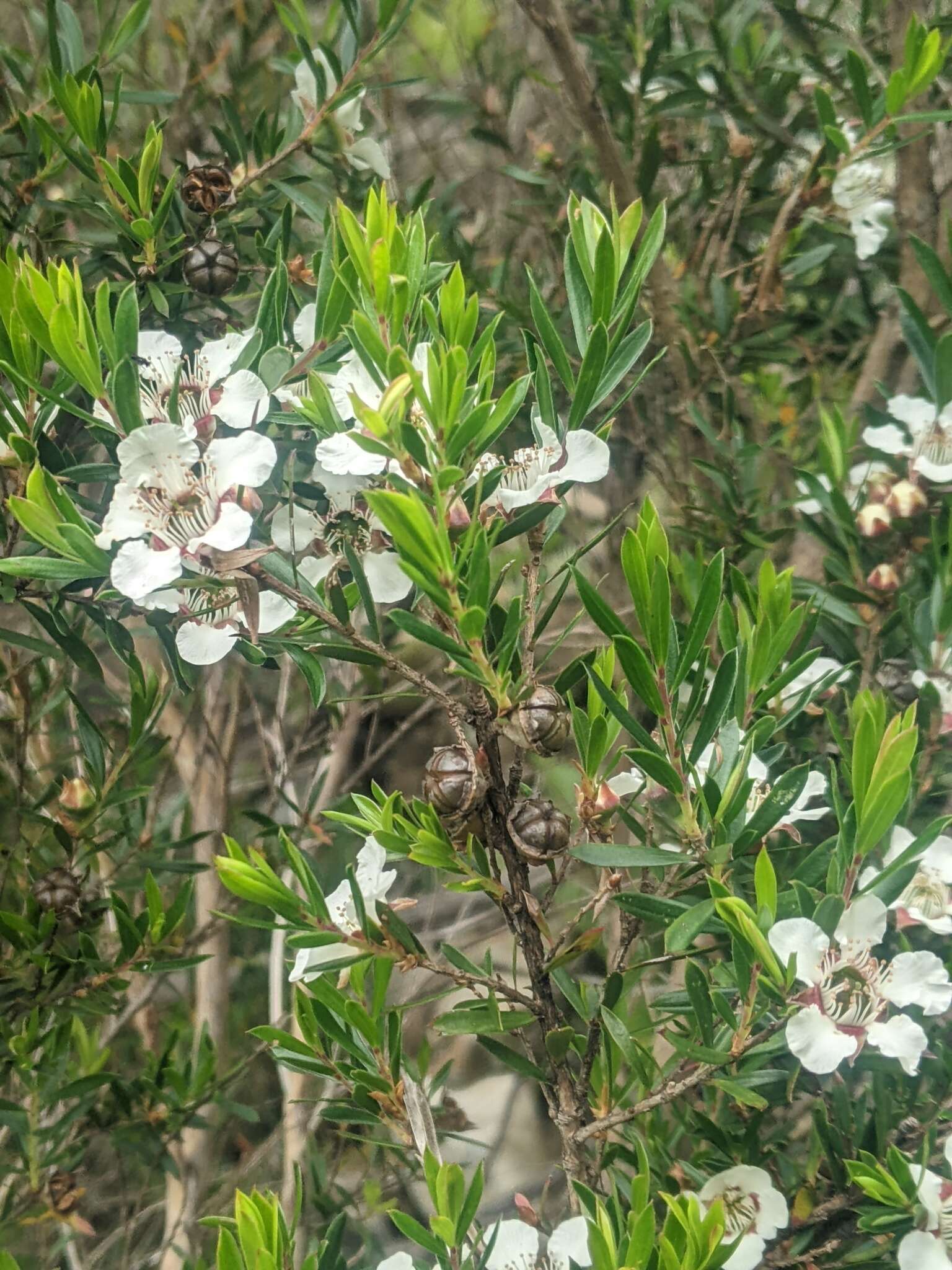 Sivun Leptospermum riparium D. L Morris kuva