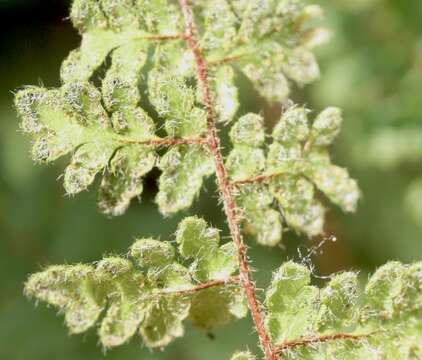 Image of Myriopteris lanosa (Michx.) Grusz & Windham