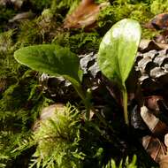 Image of round-leaved wintergreen