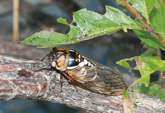 Image of Bush Cicada