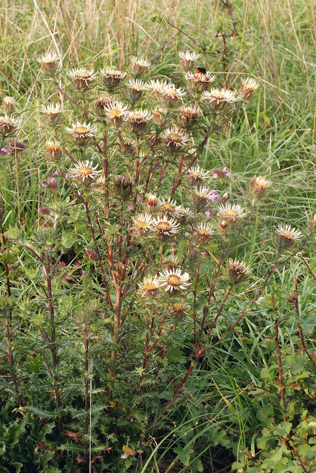 Image of carline thistle