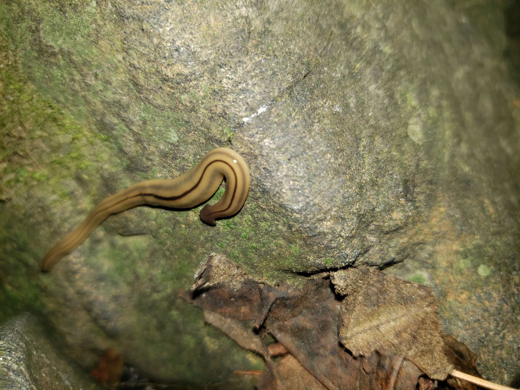 Image de Bipalium pennsylvanicum Ogren 1987