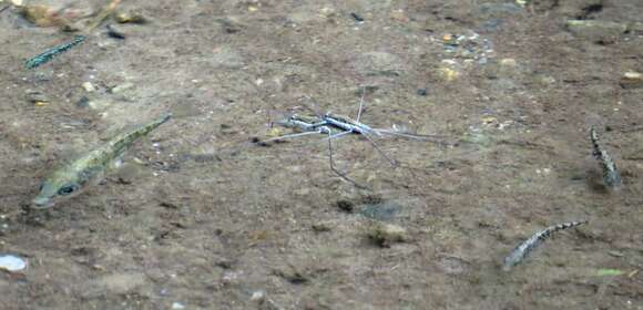 Image of Smallhead stickleback