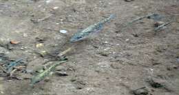 Image of Smallhead stickleback