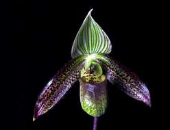 Image de Paphiopedilum wardii Summerh.