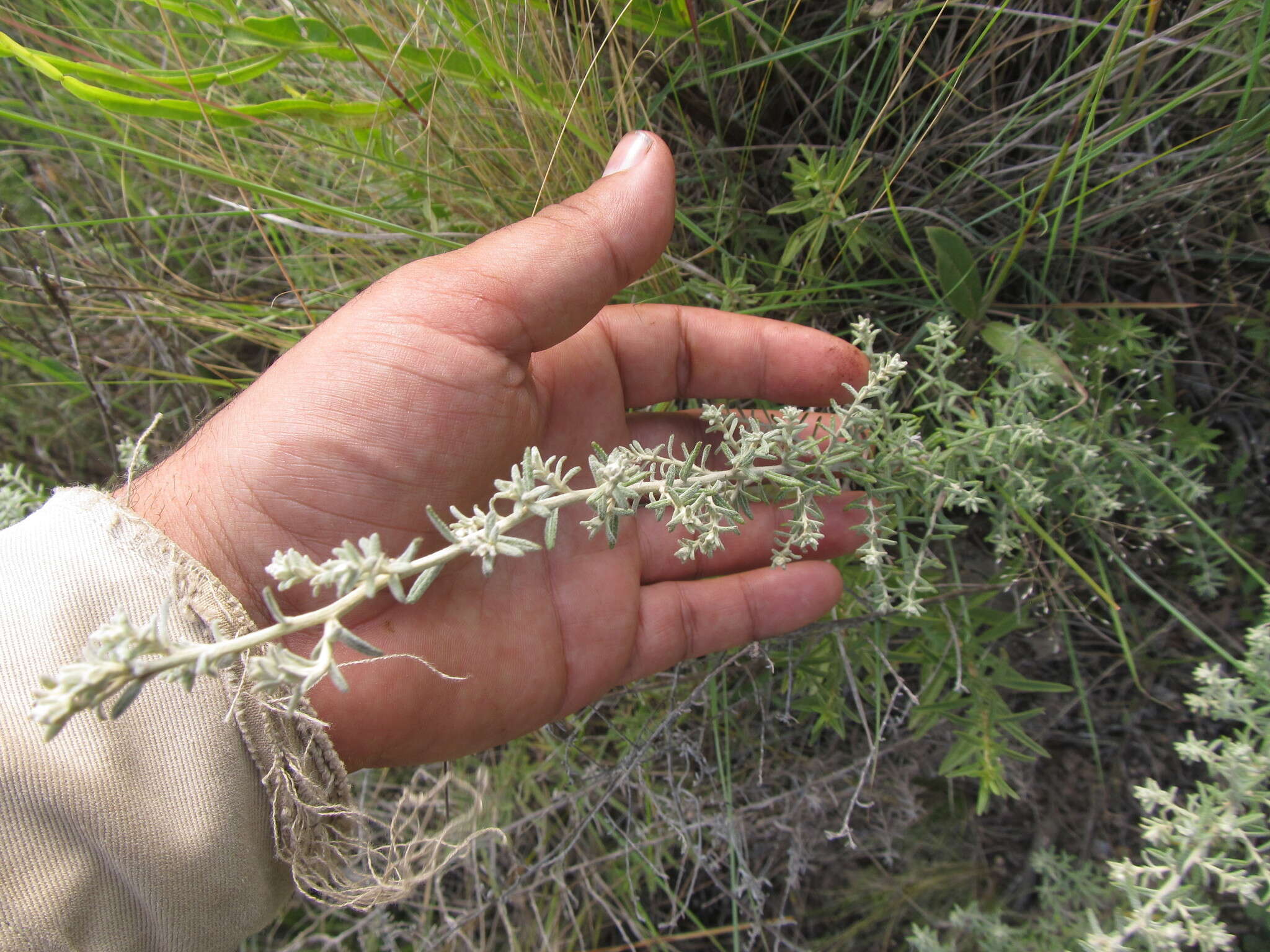 Image of Baccharis ochracea Spreng.