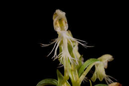 Platanthera lacera (Michx.) G. Don resmi