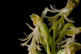 Platanthera lacera (Michx.) G. Don resmi